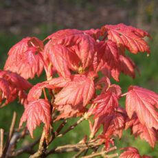 5038838032967 1 Acer Pse Brilliantissimum Tw 120Cm 12L.jpg